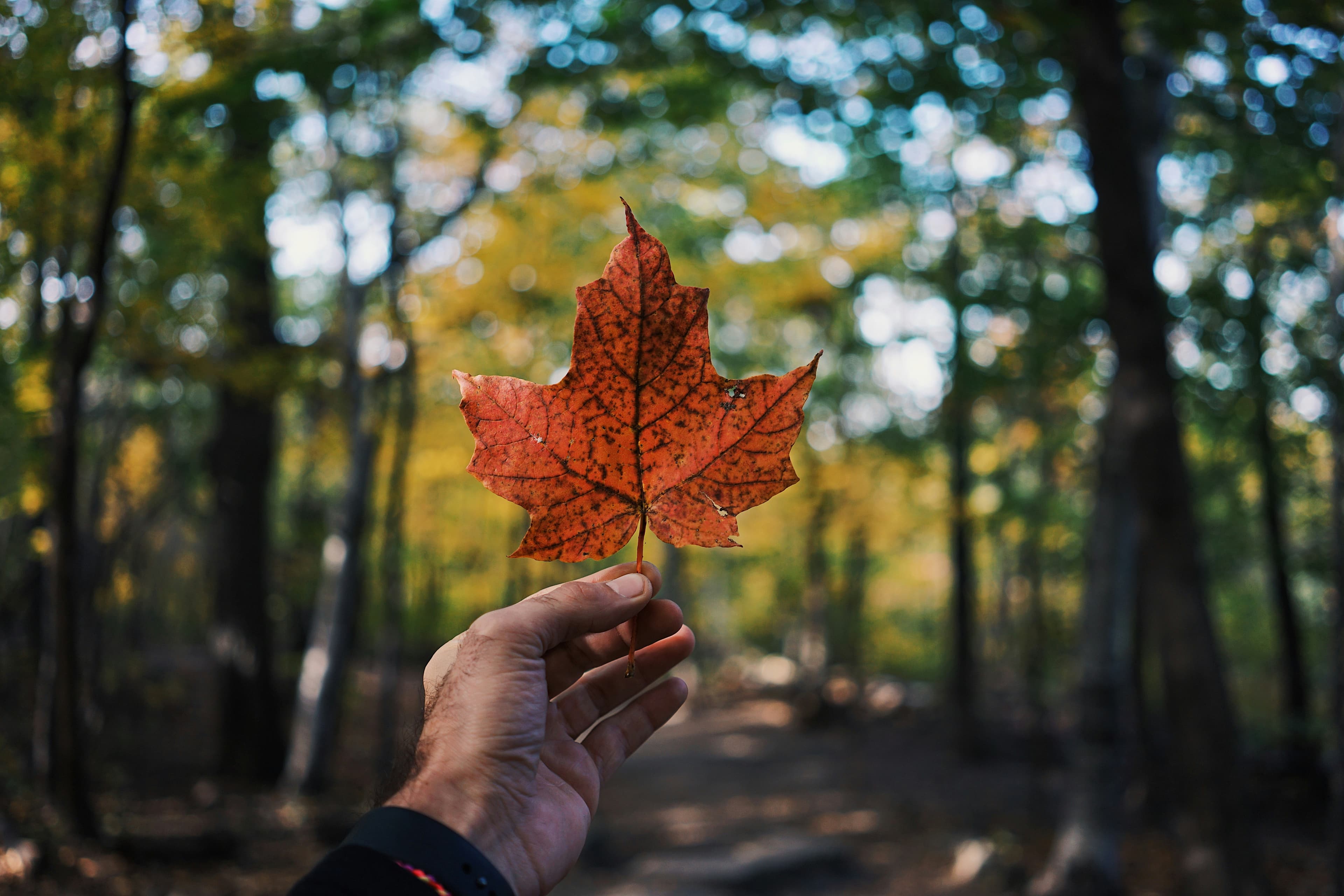 Canadian Investments
